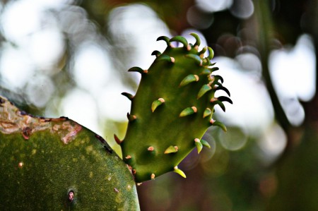 El nopal
